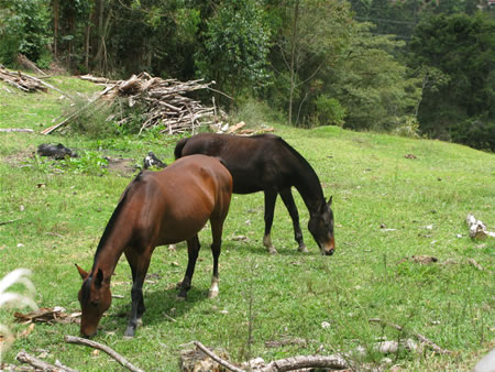 medellin fincas for sale